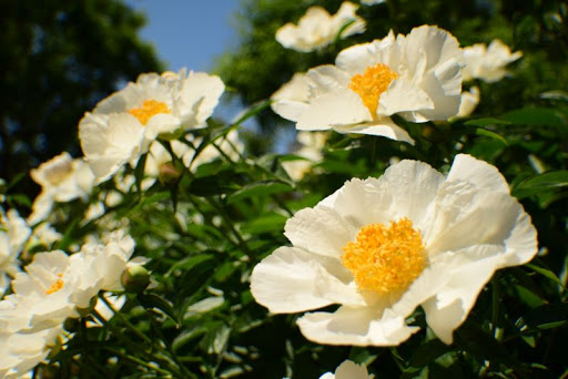 Botanical Garden «Roger Williams Park Botanical Center», reviews and photos, 1000 Elmwood Avenue, Providence, RI 02905, USA