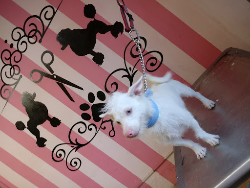 Pet Supply Store «Pet Care Inc.», reviews and photos, 2500 East Cesar E Chavez Avenue, Los Angeles, CA 90033, USA