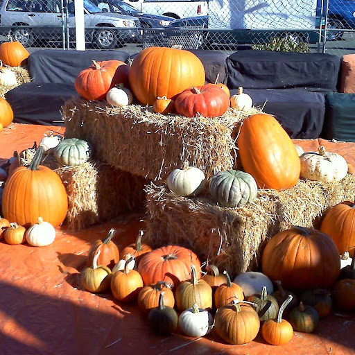 ABC Tree Farms and Pick of the Patch Pumpkins