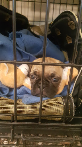 Bow Wow Bed & Breakfast Boarding & Grooming