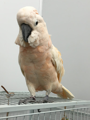 Bird Shop «Paterson Bird Store», reviews and photos, 13 Furler St # 1, Totowa, NJ 07512, USA