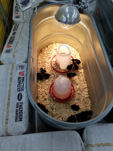 Home Improvement Store «Tractor Supply Co.», reviews and photos, 540 Water St #100, Chardon, OH 44024, USA