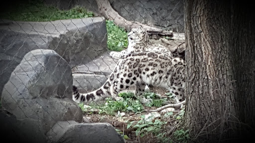 Zoo «Fragile Desert», reviews and photos, 3300 Golf Rd, Brookfield, IL 60513, USA