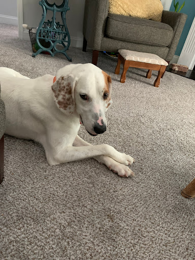 Southport Animal Hospital