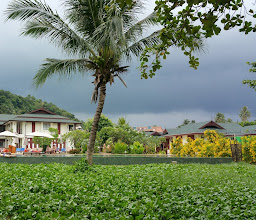Papaya Guest House photo