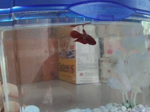 Pet Supply Store «PetSmart», reviews and photos, 450 Fairview Ave, Hudson, NY 12534, USA