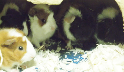 Pet Supply Store «Over Bridge Pet Supplies», reviews and photos, 24 Seneca St, Hornell, NY 14843, USA