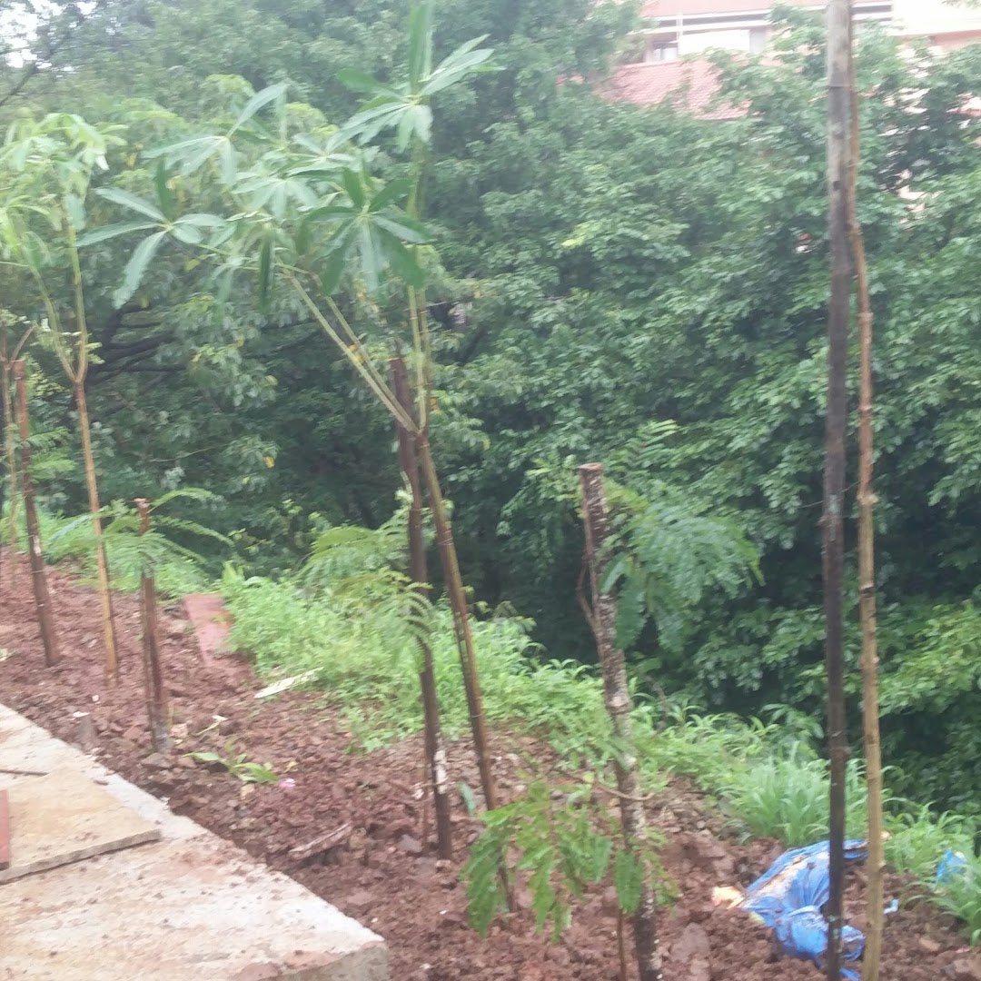 ACE garden developer