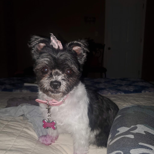 Pet Groomer «Tidy Dog Pet Supply & Salon», reviews and photos, 2612 Lebanon Pike A, Nashville, TN 37214, USA