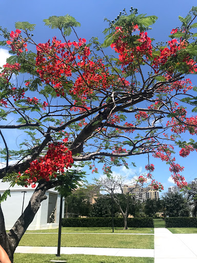 Art Museum «Norton Museum of Art», reviews and photos, 1451 S Olive Ave, West Palm Beach, FL 33401, USA