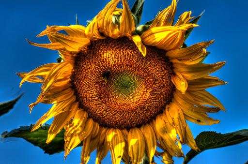 Grocery Store «Farm Store at Kellogg Ranch», reviews and photos, 4102 S University Dr, Pomona, CA 91768, USA