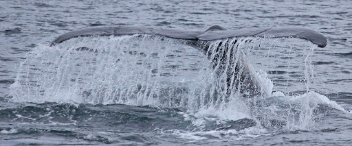 Maritime Museum «Maritime Gloucester», reviews and photos, 23 Harbor Loop, Gloucester, MA 01930, USA
