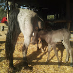 Photo n°1 de l'avis de simone.u fait le 08/05/2018 à 13:38 sur le  Agriturismo Zucchegni à Castelnuovo di Farfa