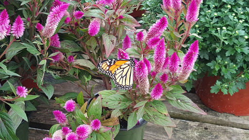 Florist «Carlson Florist», reviews and photos, 625 Dobbs Ferry Rd, White Plains, NY 10607, USA