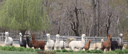 Farm «Painted Sky Alpaca Farm & Fiber Mill», reviews and photos, 95 Knight House Ln, Earleville, MD 21919, USA