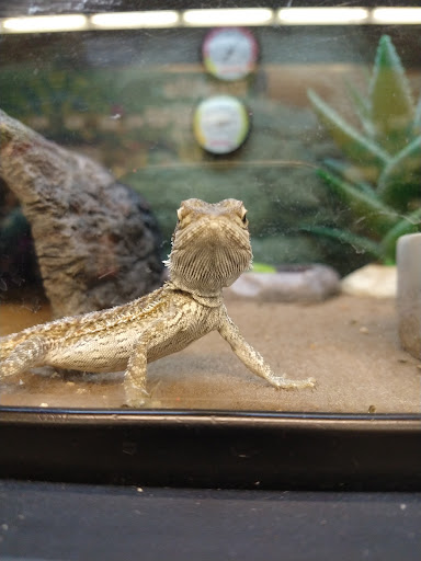 Pet Supply Store «Petco Animal Supplies», reviews and photos, 7907 State Highway N, Dardenne Prairie, MO 63368, USA