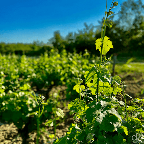 Domaine Delobel à Le Controis-en-Sologne