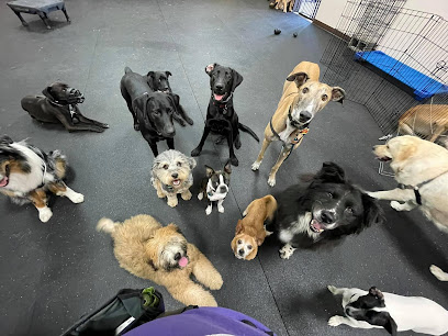 Harmony Canine Training