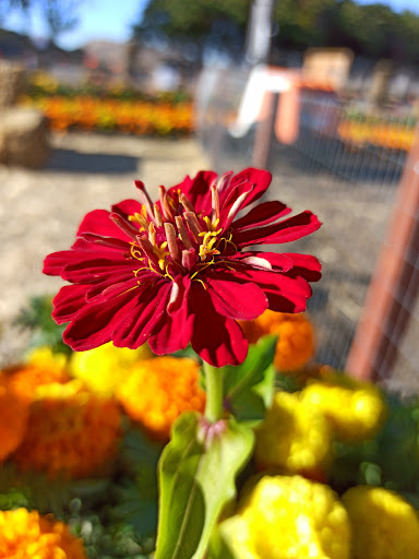 Pumpkin Patch «Spina Farms», reviews and photos, Santa Teresa Blvd, Morgan Hill, CA 95037, USA