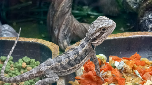 Pet Supply Store «PetSmart», reviews and photos, 144 Retail Commons Pkwy, Martinsburg, WV 25403, USA