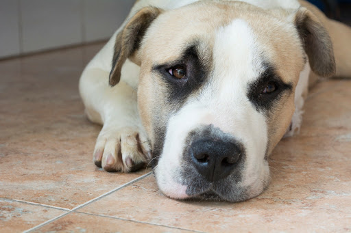 Clínica Veterinaria Sant Vicent en Nules