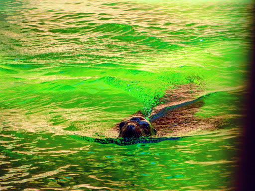 Zoo «Gladys Porter Zoo», reviews and photos, 500 E Ringgold St, Brownsville, TX 78520, USA