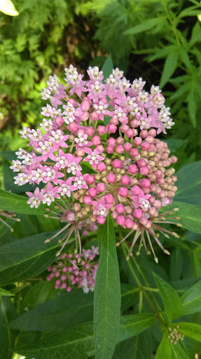 Park «Mansfield Park», reviews and photos, 85 Walker St, Massapequa Park, NY 11762, USA