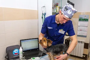 Ветеринарная клиника Ветпрактик Ӏ зоопсихолог, лечение птиц, груминг в Саратове image