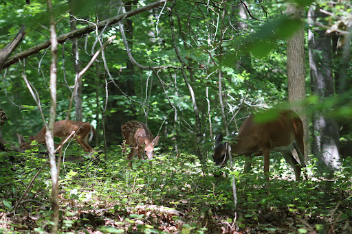 Nature Preserve «Piedmont Environmental Center», reviews and photos, 1220 Penny Rd, High Point, NC 27265, USA