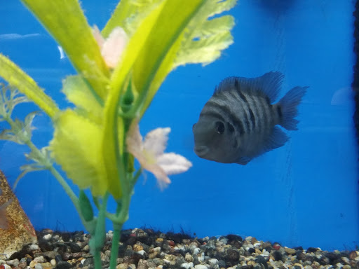 Pet Store «Wildside Pets», reviews and photos, 1042 N Higley Rd #105, Mesa, AZ 85205, USA