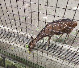 Gembira Loka Zoo photo