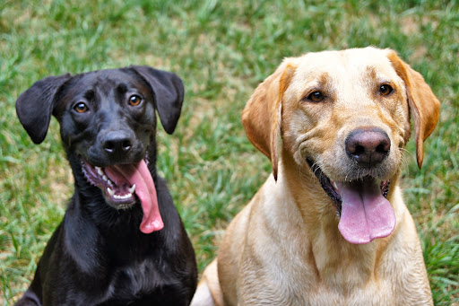 Pet Boarding Service «About Pets Center», reviews and photos, 1604 Conehurst Blvd, Salem, VA 24153, USA