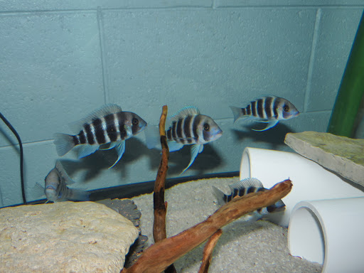 Pet Supply Store «Milwaukee Aquatics», reviews and photos, 3946 S Howell Ave, Milwaukee, WI 53207, USA