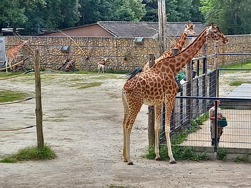 Fèrmes d'animaux à Antwerp