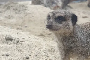 Clonfert Pet Farm image