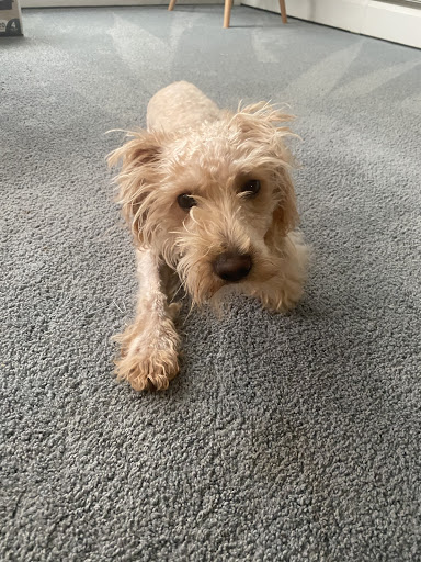 Pet Supply Store «Petco Animal Supplies», reviews and photos, 4167 Cheshire Station Plaza, Dale City, VA 22193, USA