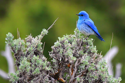 Bluebird Tree Care, Inc.