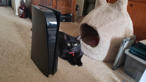 Pet Groomer «Delaware Pet Stuff», reviews and photos, 435 Dunlap St, Delaware, OH 43015, USA