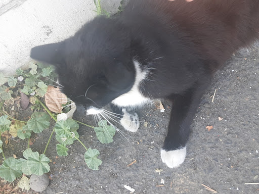 Thrift Store «Little Shop of Hoarders», reviews and photos, 2251 Main St, Springfield, OR 97477, USA