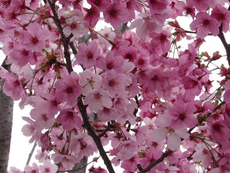 神明桜通りの桜