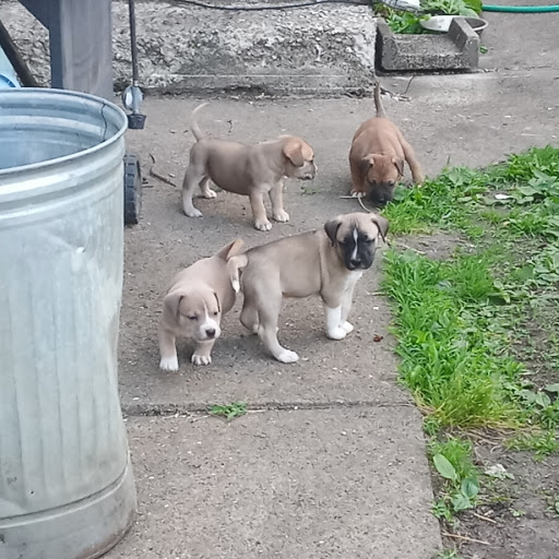 Department Store «Rural King», reviews and photos, 1416 Hamilton Richmond Rd, Hamilton, OH 45013, USA