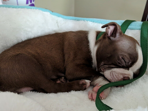 Pet Store «Animal House», reviews and photos, 7869 Hamilton Ave, Cincinnati, OH 45231, USA