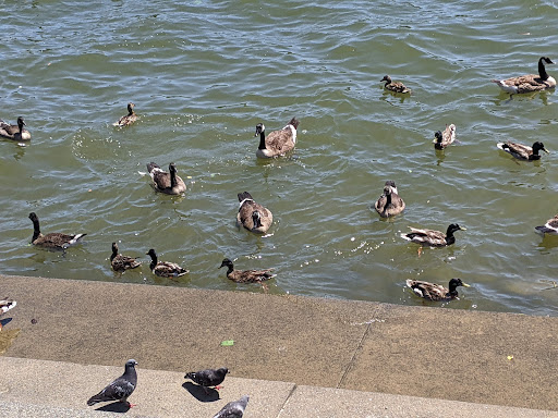 National Park «Georgetown Waterfront Park», reviews and photos, Water St NW, Washington, DC 20007, USA