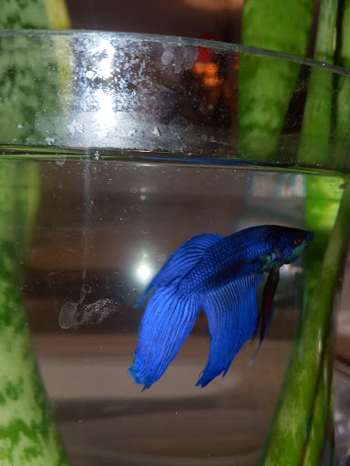 Pet Supply Store «PetSmart», reviews and photos, 17651 Colima Rd, City of Industry, CA 91748, USA