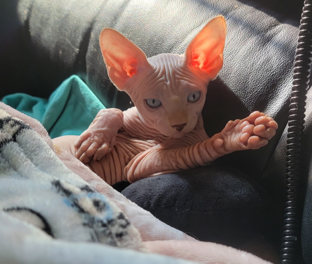 Fabikatz sphynx cattery