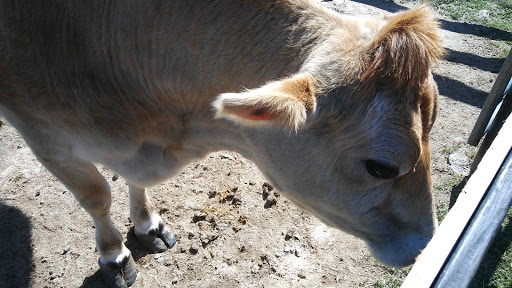 Wedding Venue «Rancho Alegre Farm», reviews and photos, 2225 Givens Rd, Dacula, GA 30019, USA