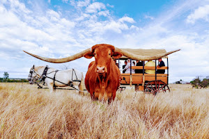 Texas Longhorn Tours image