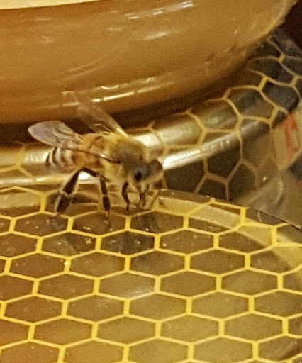 Health Food Store «Earth Origins Market», reviews and photos, 1917 E Silver Springs Blvd, Ocala, FL 34470, USA