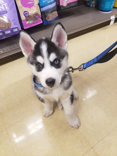 Pet Supply Store «Petco Animal Supplies», reviews and photos, 26209 104th Ave SE, Kent, WA 98030, USA