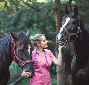 Tierärztliche Praxis für Pferdezahnheilkunde Anna Nowicka 